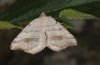 Macaria artesiaria: Falter (e.l. Nordgriechenland, Pindos NW Grevena, 2011) [S]