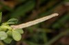 Idaea atlantica: Larva (e.l. Madeira, São Lourenço, March 2013) [S]