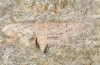 Idaea atlantica: Female (e.l. Madeira 2013) [S]