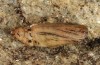 Idaea atlantica: Pupa (e.l. Madeira 2013) [S]