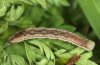 Odezia atrata: Larva (e.l. Montafon, W-Austria) [S]