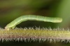 Odezia atrata: Half-grown larva (Swabian Alb 2012) [M]