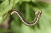 Odezia atrata: Larva (Montafon) [S]