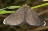 Odezia atrata: Adult (e.l. Swabian Alb 2012) [S]