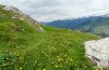 Odezia atrata: Typical habitat in the subalpine zone (Valais, June 2010): more mesophilic, herb-rich pasture [N]