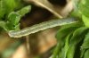 Odezia atrata: Half-grown larva (e.o. Montafon, W-Austria) [S]