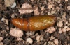 Odezia atrata: Pupa (e.l. Swabian Alb 2012) [S]