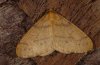 Agriopis aurantiaria: Male (the female have vestigial wings) [S]