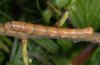 Agriopis aurantiaria: Larva