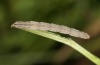 Idaea aureolaria: Larva (e.o. Valais 2012) [S]
