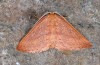 Cyclophora azorensis: Adult (e.l. Flores, Azores, larva in March 2014) [S]