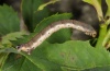 Anticlea badiata: Larva (eastern Swabian Alb, Southern Germany, early June 2012) [M]