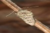 Agriopis bajaria: Female (e.l. Greece, Samos Island, larva in mid-May 2017) [S]