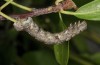 Agriopis bajaria: Larva (Greece, Samos Island, mid-May 2017, on Pyrus spinosa) [S]