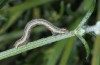 Isturgia berytaria: Half-grown larva (Samos, late April 2015) [S]