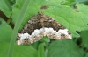 Adult (eastern Swabian Alb, Southern Germany near Dischingen, late June 2007)