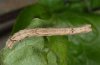 Odontoptera bidentata: Larva (an Clematis vitalba, Iller) [M]