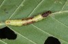 Hydrelia blomeri: Larva (eastern Swabian Alb, Southern Germany, Heubacher Steige, September 2010) [M]