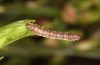 Entephria caesiata: Half-grown larva (southern Black Forest, 1450m, late April 2020) [M]