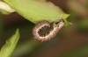 Entephria caesiata: Half-grown larva (southern Black Forest, 1450m, late April 2020) [M]