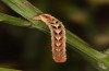 Entephria caesiata: Larva (southern Black Forest, 1450m, late April 2020) [M]