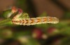 Entephria caesiata: Larva (southern Black Forest, 1450m, late April 2020) [M]