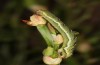 Entephria caesiata: Raupe (Südschwarzwald, 1450m, Ende April 2020) [M]
