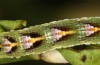 Entephria caesiata: Larva (southern Black Forest, 1450m, late April 2020) [M]