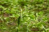 Entephria caesiata: Larva (southern Black Forest, 1450m, early May 2020) [N]