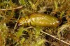 Entephria caesiata: Pupa (e.l. rearing, southern Black Forest, 1450m, larva in late April 2020) [S]