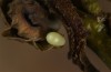 Entephria caesiata: Egg (e.l. rearing, southern Black Forest, 1450m, larva in late April 2020) [S]