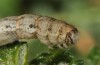 Mattia callidaria: Larva (Cyprus, Paphos, late February 2017, on Sarcopoterium spinosum) [M]