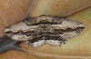 Menophra canariensis: Weibchen (La Gomera, Februar 2013) [S]