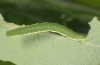 Trichopteryx carpinata: Larva (S-Germany, Memmingen, larva in June 2016) [S]