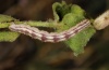 Eupithecia carpophagata: Raupe, Seealpen, 2300m NN, Juli 2011) [S]