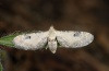 Eupithecia centaureata: Falter (e.l. Sardinien 2012) [S]