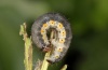 Rheumaptera cervinalis: Larva [S]