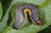 Rheumaptera cervinalis: Larva [S]