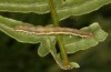 Petrophora chlorosata: Half-grown larva (S-Germany, Lautrach near Memmingen, July 2021) [S]