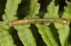 Petrophora chlorosata: Larva (S-Germany, Lautrach near Memmingen, July 2021) [S]