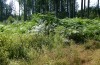 Petrophora chlorosata: Larval habitat (S-Germany, Lautrach near Memmingen, July 2021) [N]
