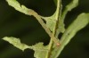 Petrophora chlorosata: Half-grown larva (S-Germany, Lautrach near Memmingen, July 2021) [S]