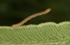Petrophora chlorosata: Young larva (S-Germany, Lautrach near Memmingen, July 2021) [S]