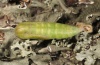 Hemistola chrysoprasaria: Pupa dorsal [S]