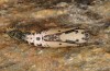 Orthostixis cinerea: Pupa (e.l. rearing, W-Cyprus, Paphos forest, larva in February 2018) [S]