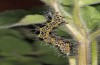 Orthostixis cinerea: Larva (W-Cyprus, Paphos forest, larva in February 2018) [M]