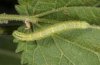Chloroclysta citrata: Larva at Urtica dioica (Schnalstal, June 2011) [M]