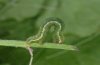 Chiasmia clathrata: Larva (green form) [M]