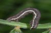Chiasmia clathrata: Larva (dark form) [M]