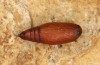 Protorhoe corollaria: Puppe (e.l. Griechenland, Taygetos s&uuml;dlich Kalamata, 150m, Raupen Mitte Mai 2025) [S]